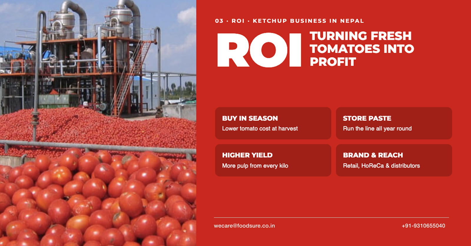 Large pile of fresh tomatoes at processing plant – ROI of turning tomatoes into ketchup profit in Nepal